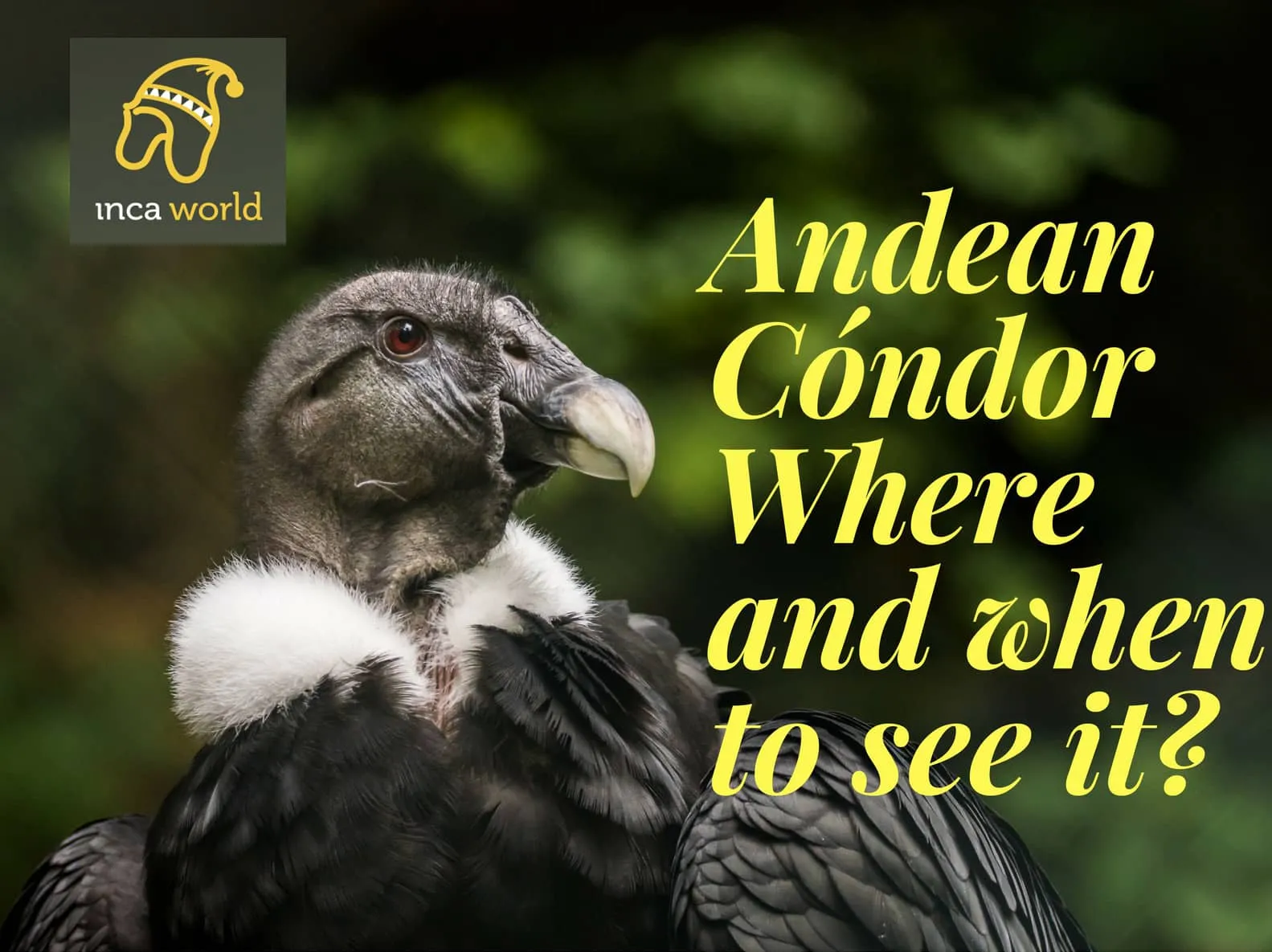Andean Condor, where and when to see it?